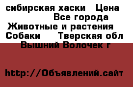 l: сибирская хаски › Цена ­ 10 000 - Все города Животные и растения » Собаки   . Тверская обл.,Вышний Волочек г.